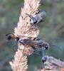 Sphex funerarius